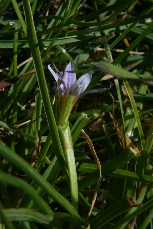 Romulea a confronto (R. columnae e R. ramiflora)